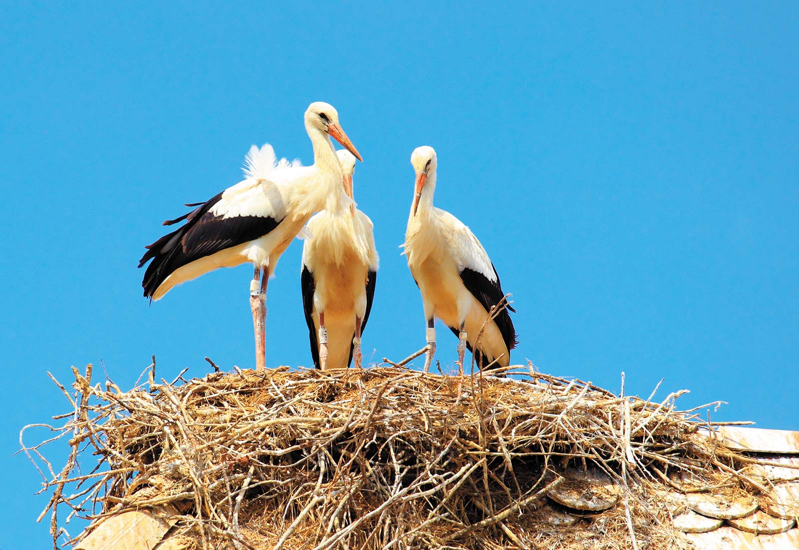 Spotting storks and swimming pigs in inland Croatia is a wildlife lovers - photo 16