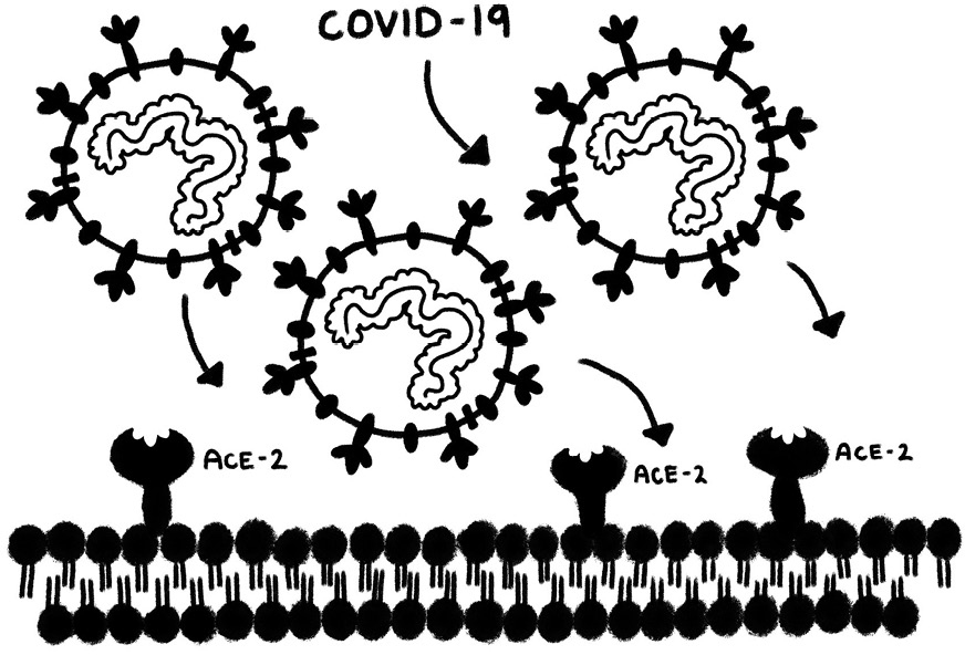 These ACE2 enzymes play an important role in controlling your blood pressure - photo 4