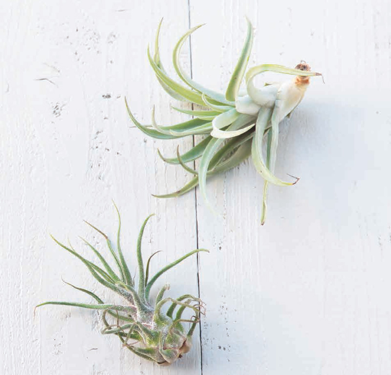Ideal as indoor greenery As air plants can be cultivated without being - photo 8