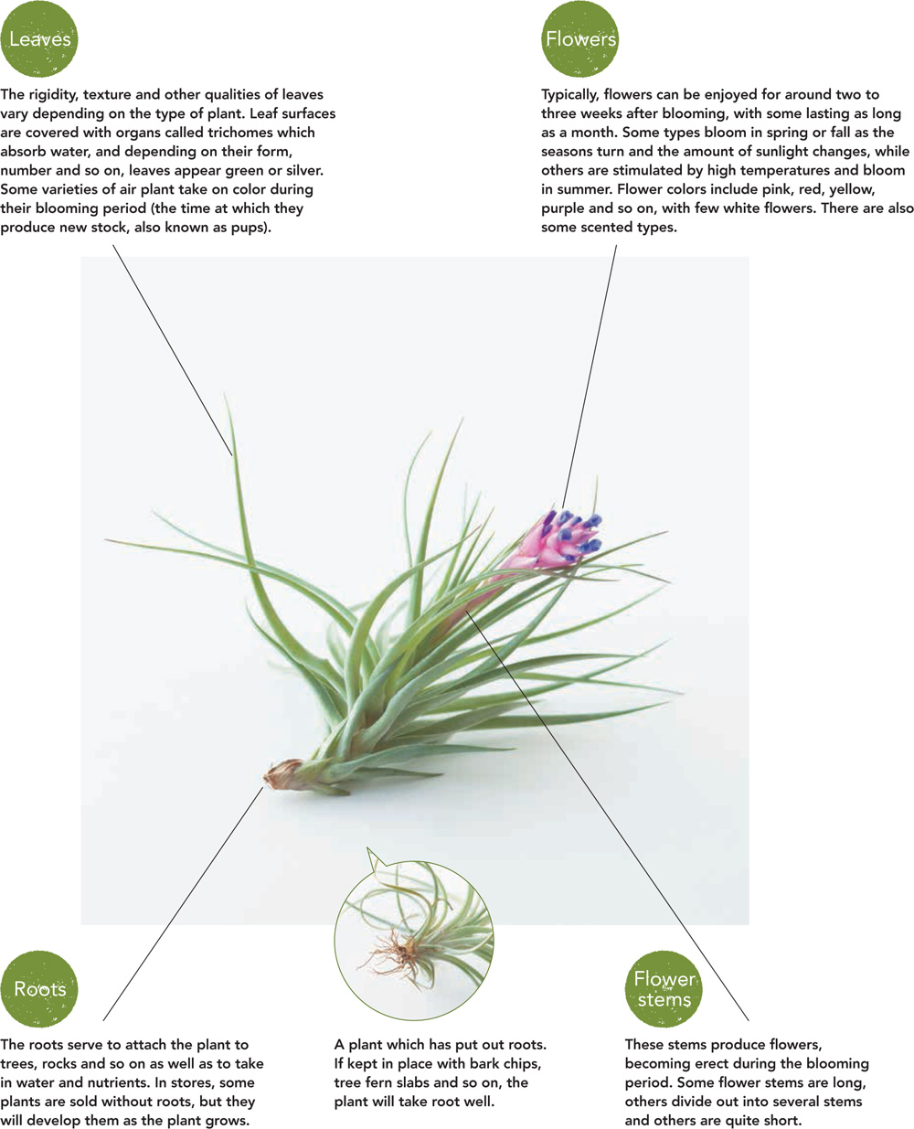 Part 1 Cultivating Air Plants Air plants can be enjoyed inside as - photo 9