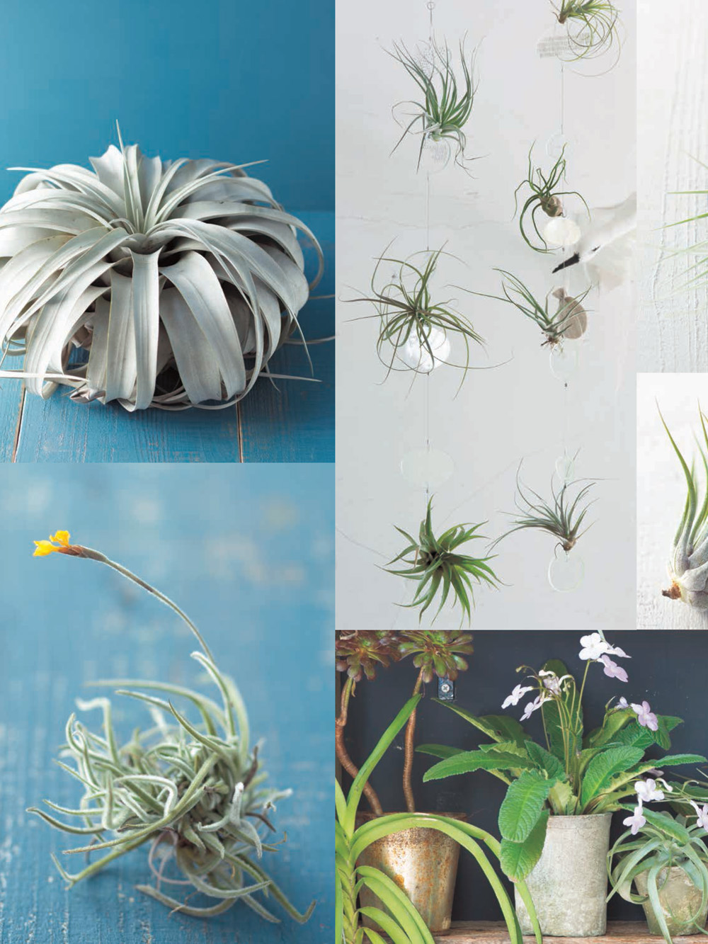 LIVING WITH AIR PLANTS A Beginners Guide to Growing and Displaying Tillandsia - photo 2