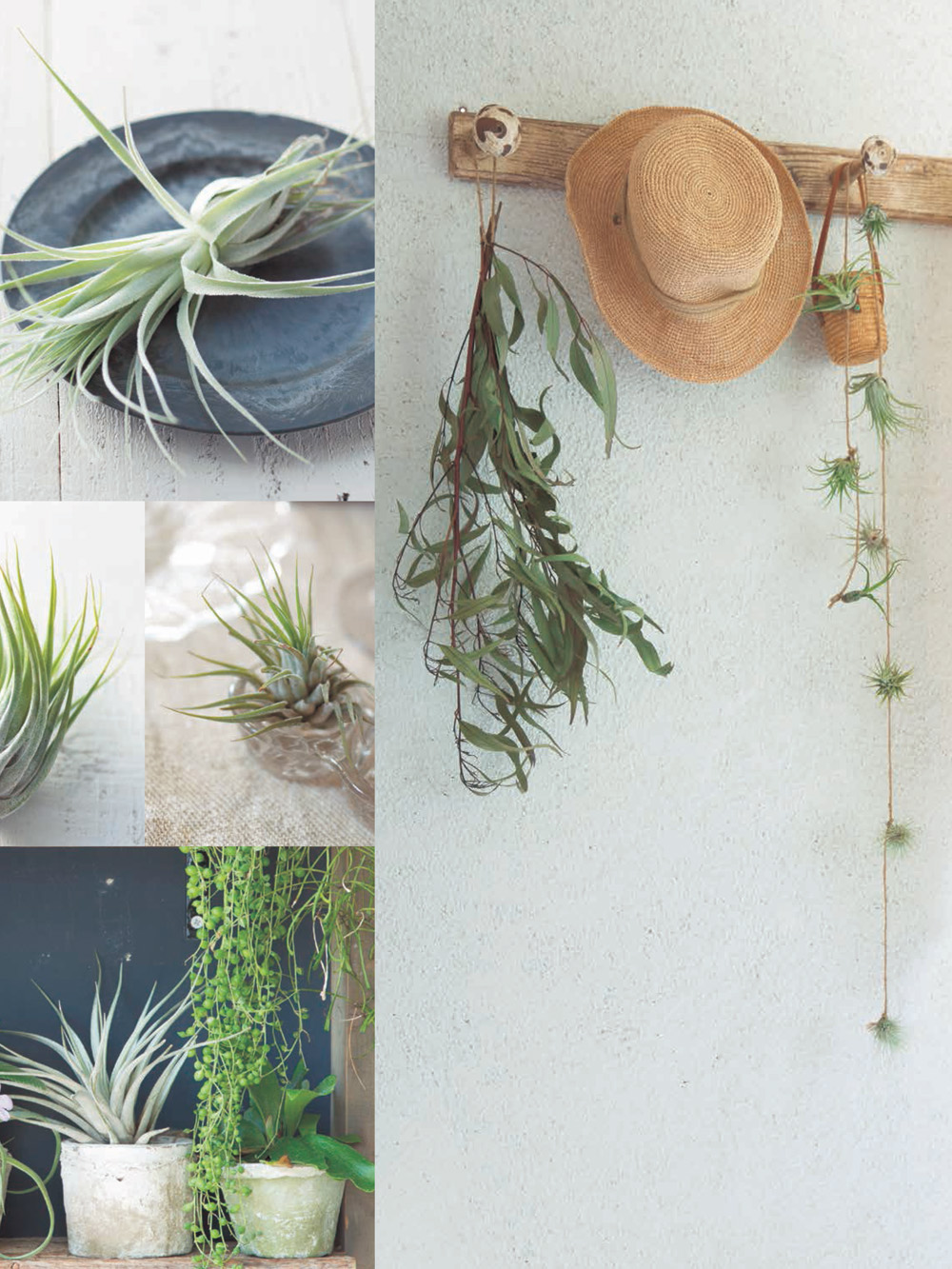 LIVING WITH AIR PLANTS A Beginners Guide to Growing and Displaying Tillandsia - photo 3