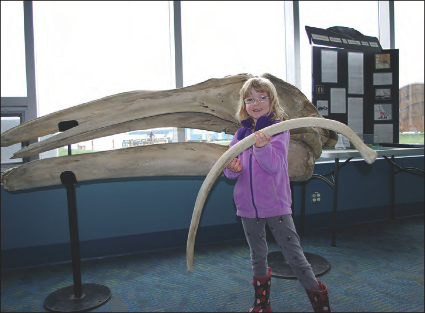 Examining the rib of a grey whale at the Shaw Centre for the Salish Sea - photo 6