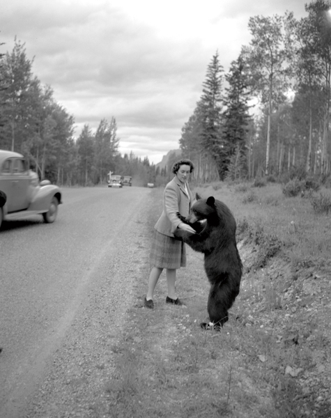 A Banff bear on duty ca 1940 1948 Photographer George Noble Courtesy Whyte - photo 9