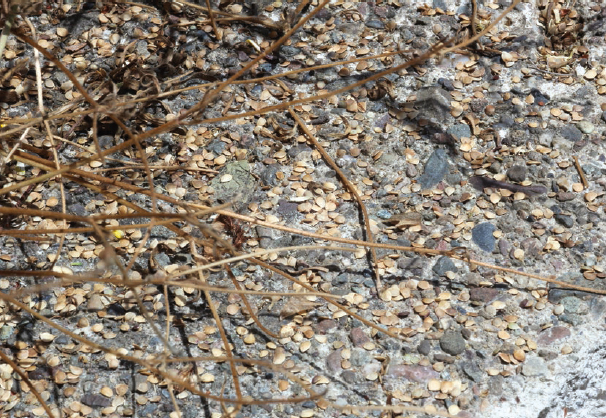 California buttercup flowers dropped their highly edible seeds prized for - photo 2