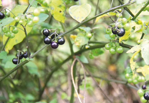 Black nightshade rewards the forager with ripened shiny black berries even - photo 3