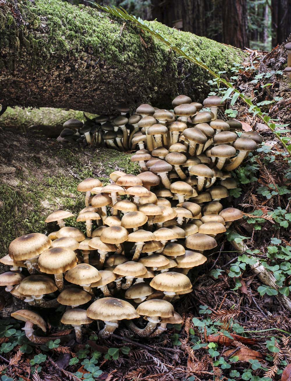 Frontispiece Armillaria mellea photo by Frederick A Stevens CALIFORNIA - photo 1