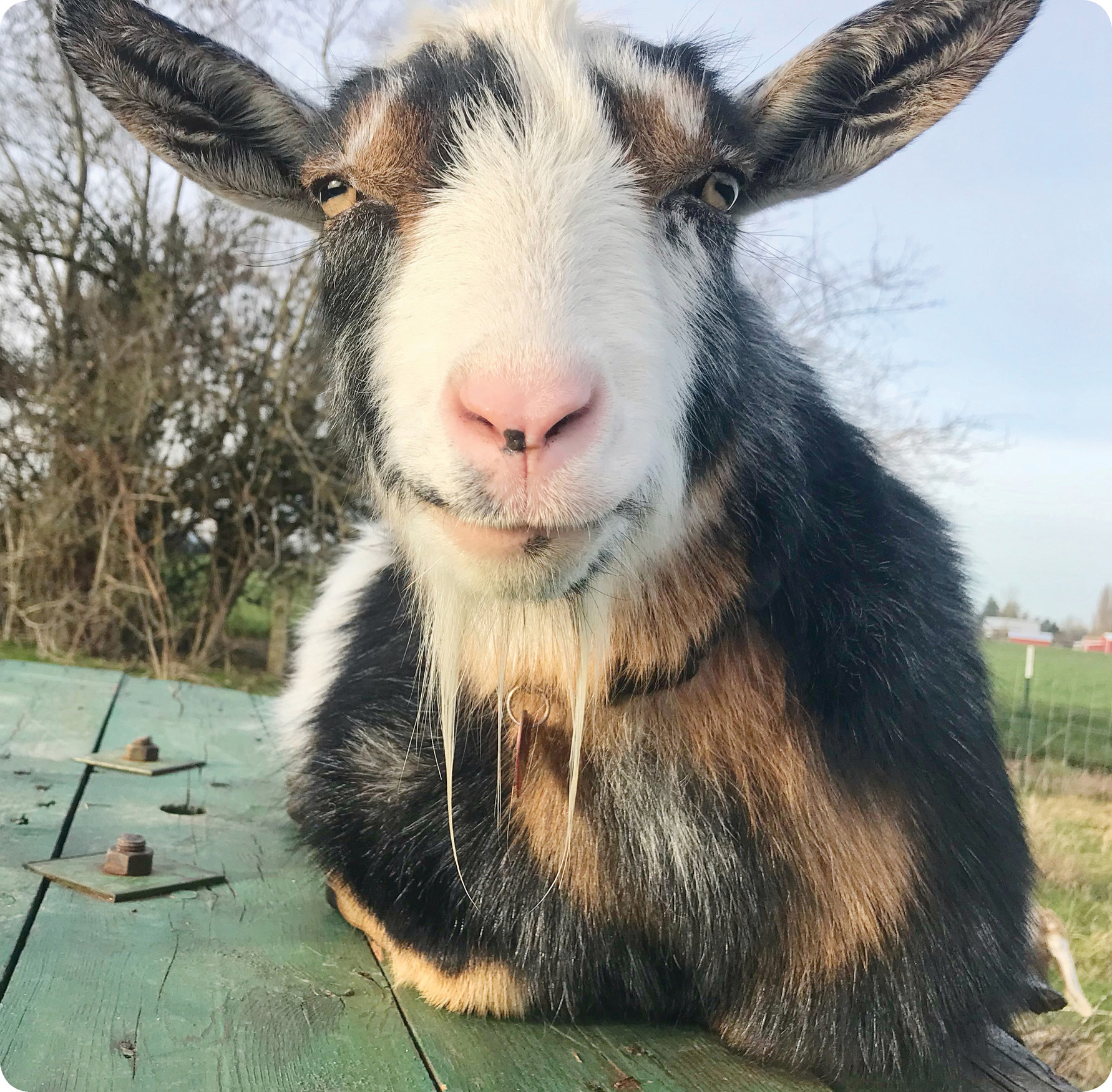 This book is dedicated to Annie Goatley the goat that inspired the goat yoga - photo 2