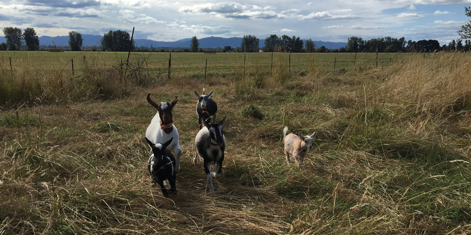 This book is dedicated to Annie Goatley the goat that inspired the goat yoga - photo 3