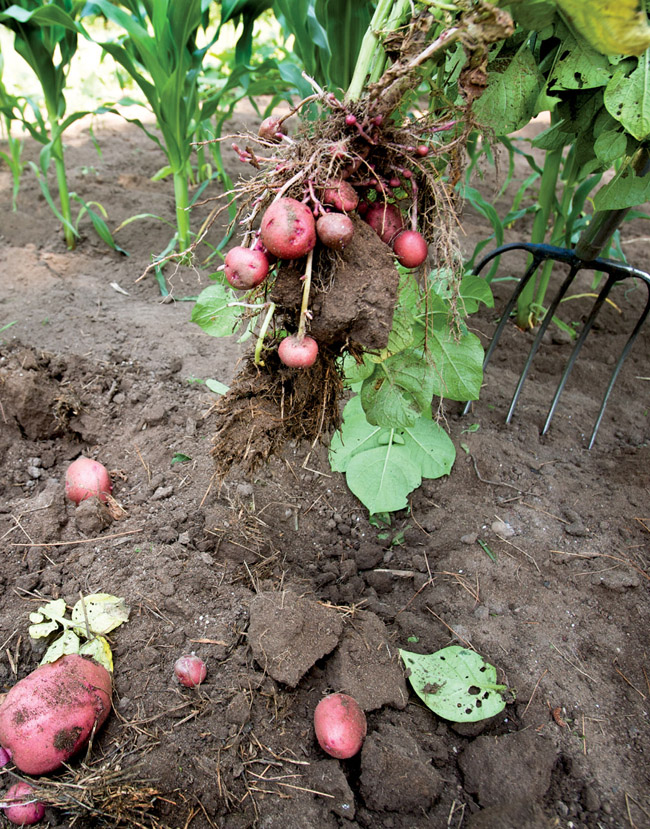 Garden Wisdom Lessons Learned From 60 Years of Gardening - image 6