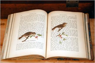 Images of animals that the authors mother-in-law stored in books Roger U - photo 6