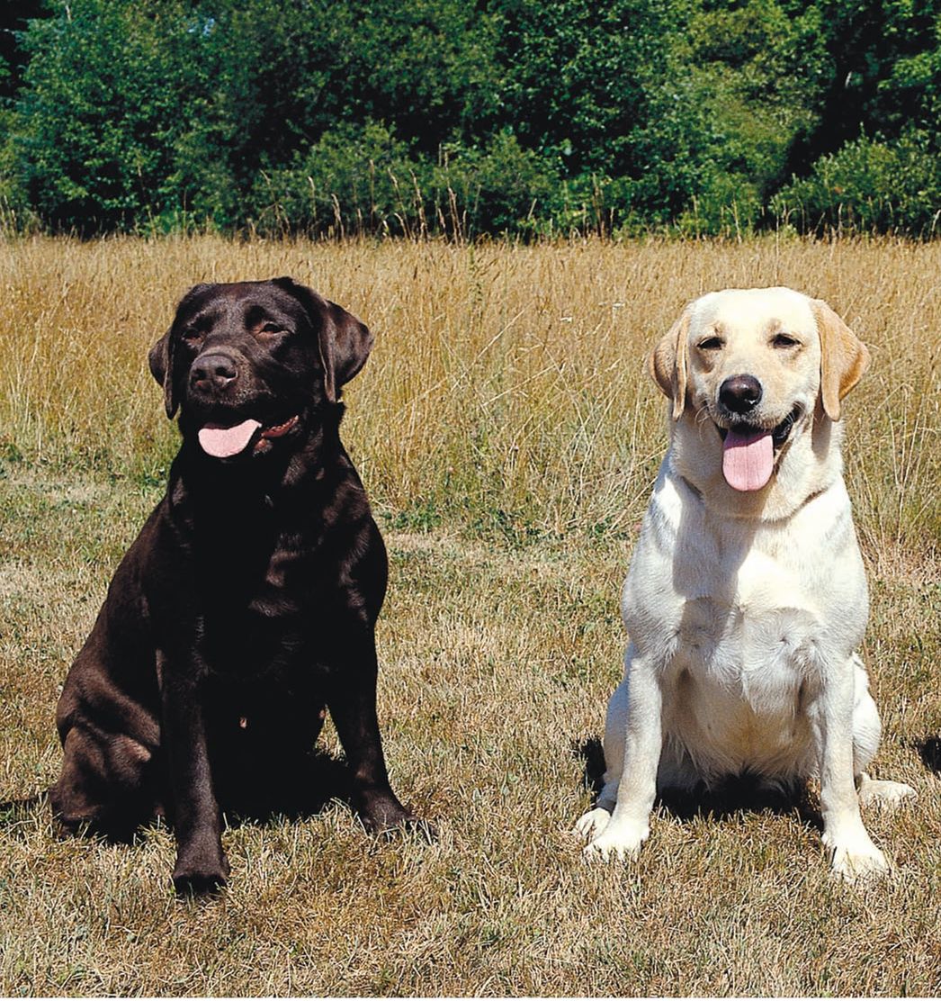 The answer to the question Why the Labrador Retriever too often seems to be - photo 5