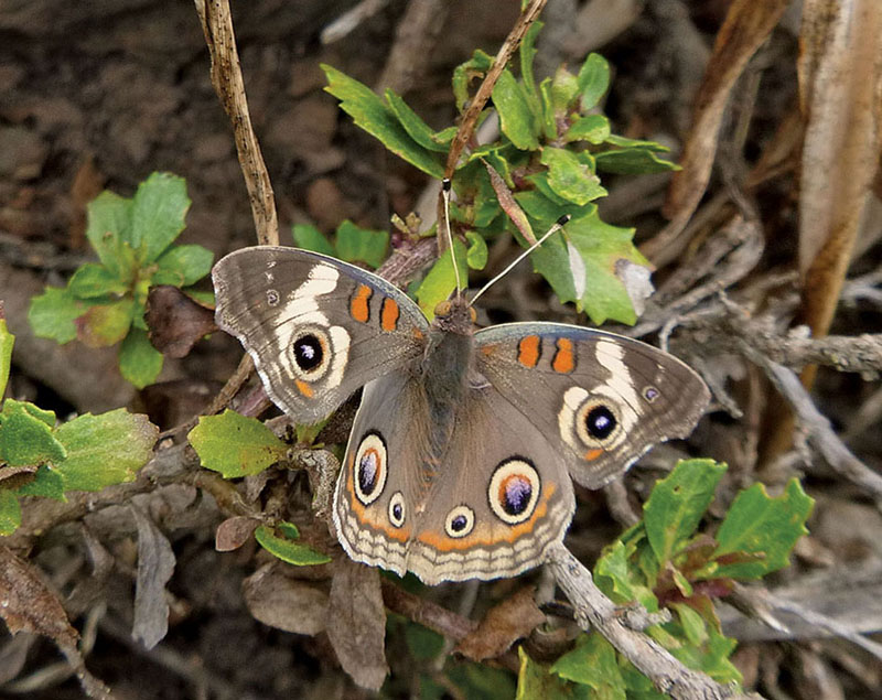 Buckeye butterfly resting on coyote brush FOREWORD Welcome to Menasha Ridge - photo 6