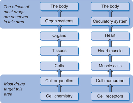 Levels of organisation within the human body The hierarchy of organisation of - photo 5