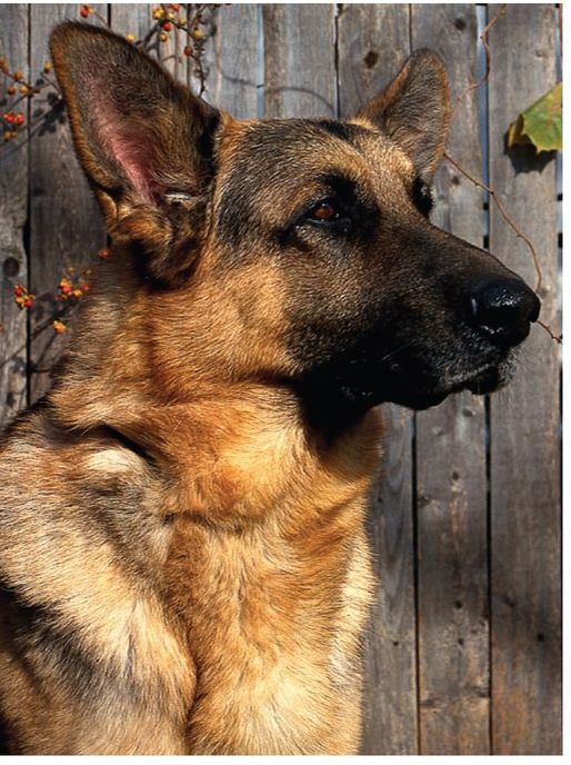 A German Shepherd known as Manhattan is the only GSD to have taken the top - photo 3