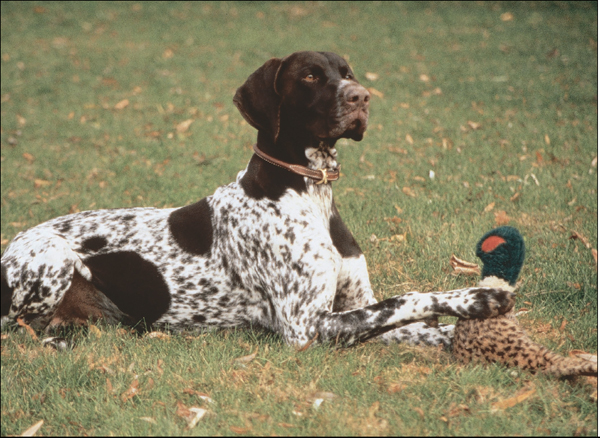 Showing off his natural versatility as a hunter this German Shorthaired - photo 13