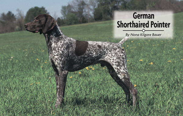 German Shorthaired Pointer - image 2