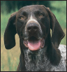 German Shorthaired Pointer - image 3