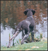 German Shorthaired Pointer - image 4