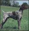 German Shorthaired Pointer - image 5