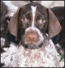 German Shorthaired Pointer - image 6