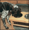 German Shorthaired Pointer - image 7