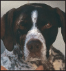 German Shorthaired Pointer - image 10