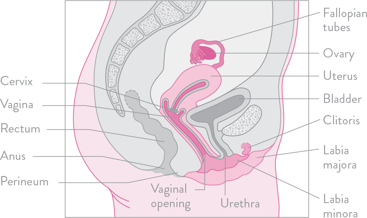 Use this image to locate all of your internal and external pelvic parts All - photo 5