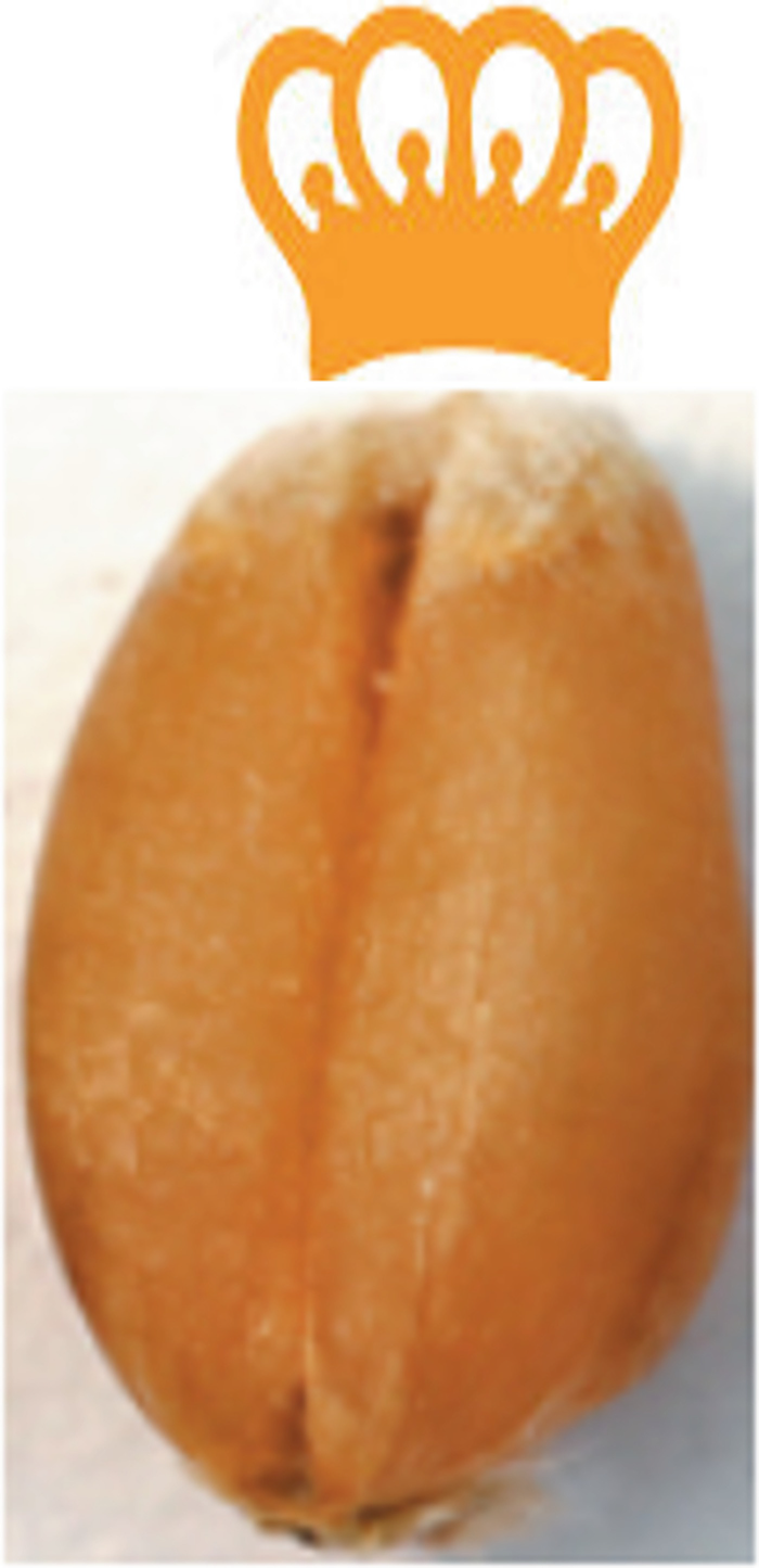 Preface Whole wheat with high kernel envelope content and with relatively small - photo 4