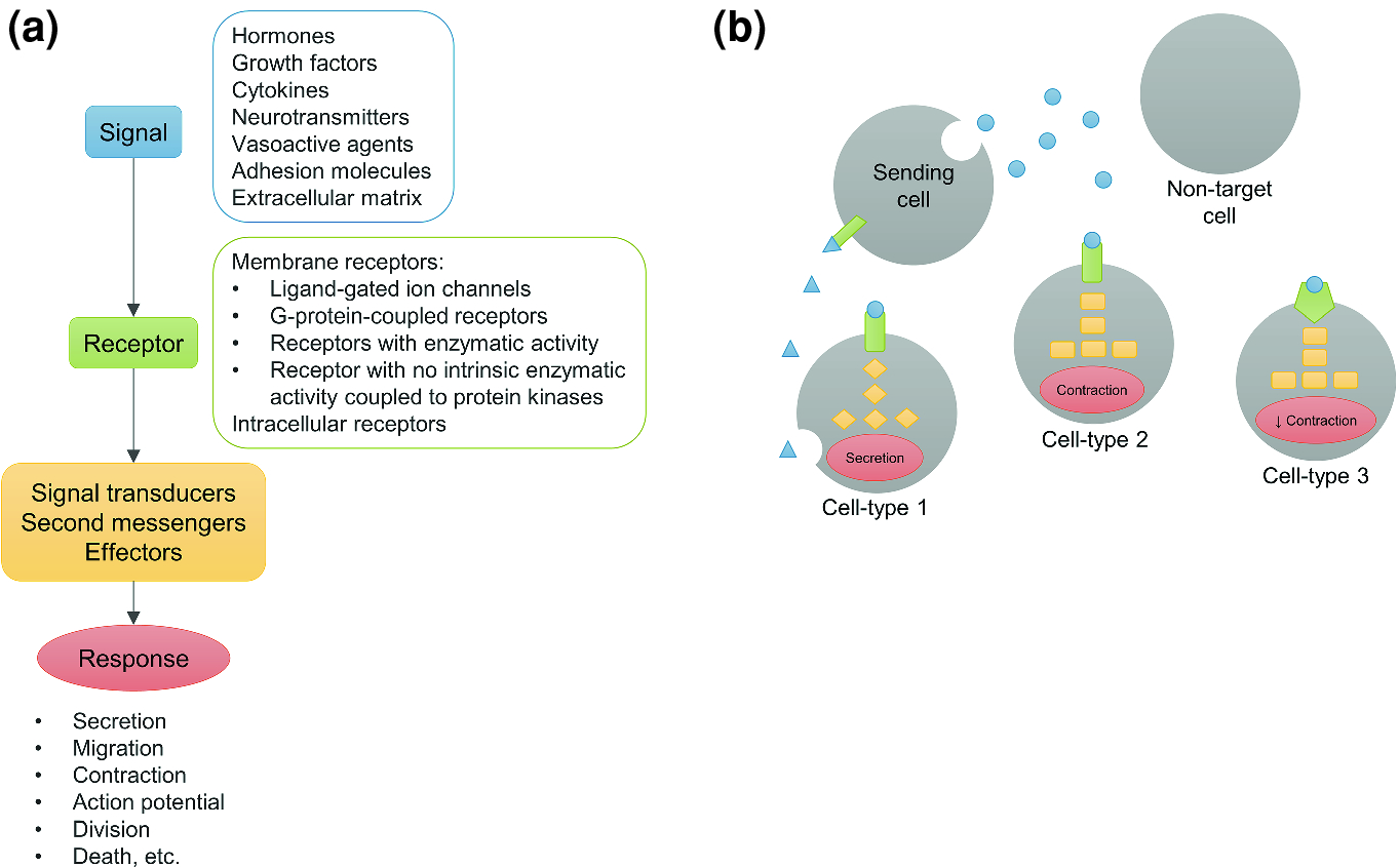 Fig 1 Cell Signal Transduction refers to all processes involved in receiving - photo 3