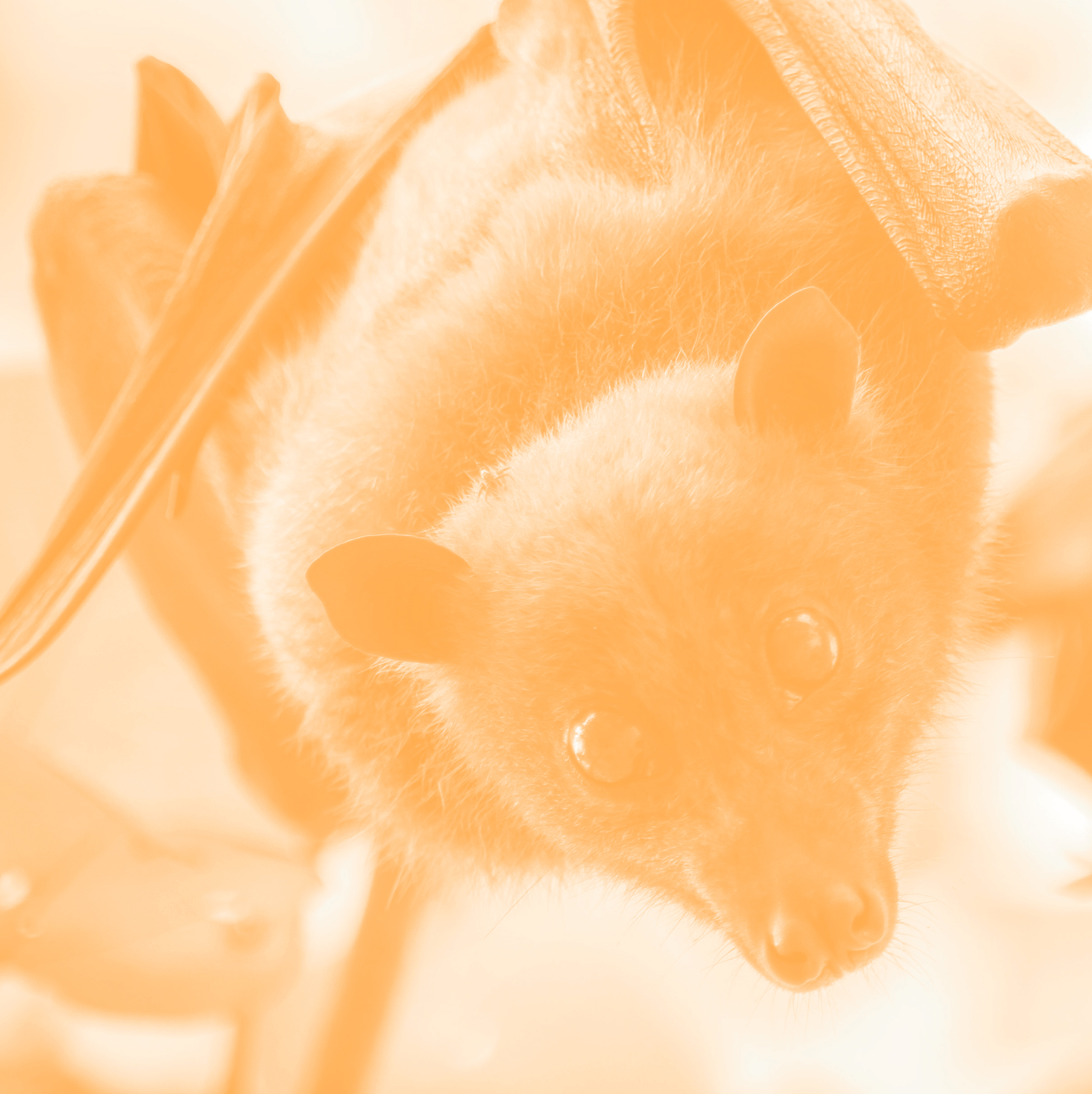 BATS ARENT BLIND FORGET EVERYTHING you know about bats Yes they fly but - photo 7