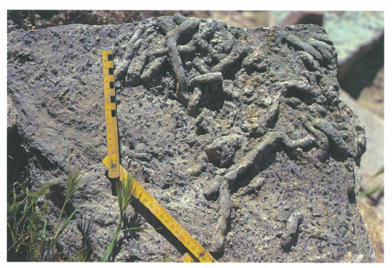 Trace fossils in the Bright Angel Shale Photograph by Stanley Beus The layers - photo 4