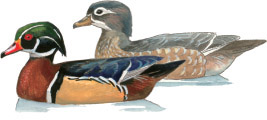 Wood Duck Aix sponsa Family Anatidae Ducks Geese Size 18 Season - photo 4