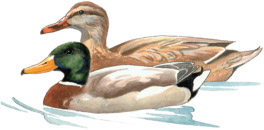 Mallard Anas platyrhynchos Family Anatidae Ducks Geese Size 23 Season - photo 5