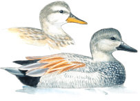 Gadwall Anas strepera Family Anatidae Ducks Geese Size 205 Season - photo 7