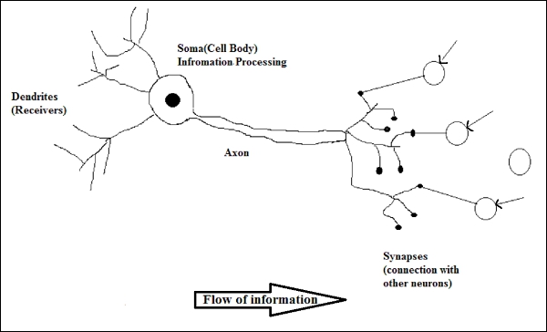 Working of a Biological Neuron As shown in the above diagram a typical neuron - photo 2