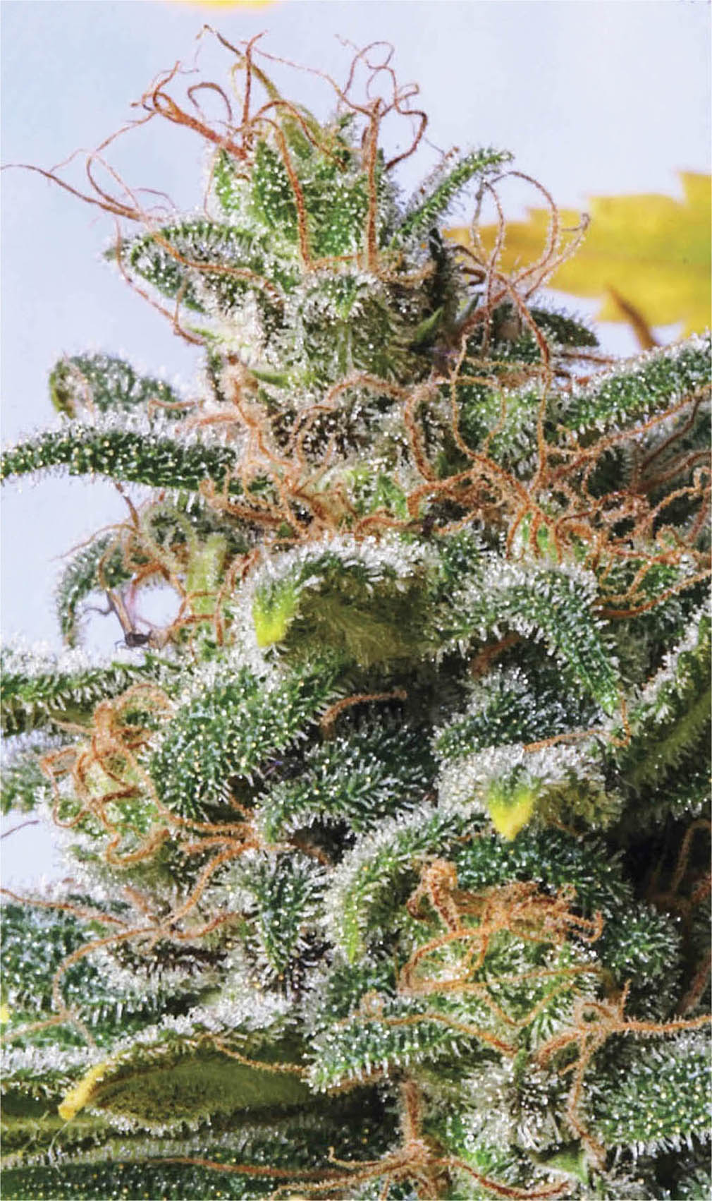 Cannabis flower laden with trichomes Photo Mel Frank K from Trichome - photo 8