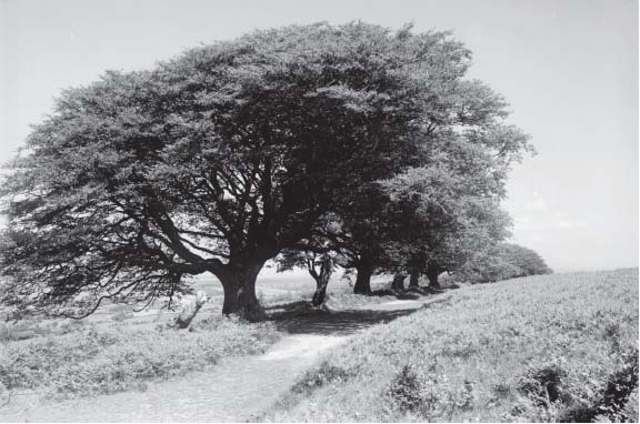 The Great Track over the top of the Quantocks photographed in the 1930s - photo 15