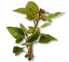 Basil is available in several varieties each with a different scent Fresh - photo 5