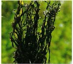 Dried wakame seaweed is sold dried in strips Dried wakame is light brown and - photo 8
