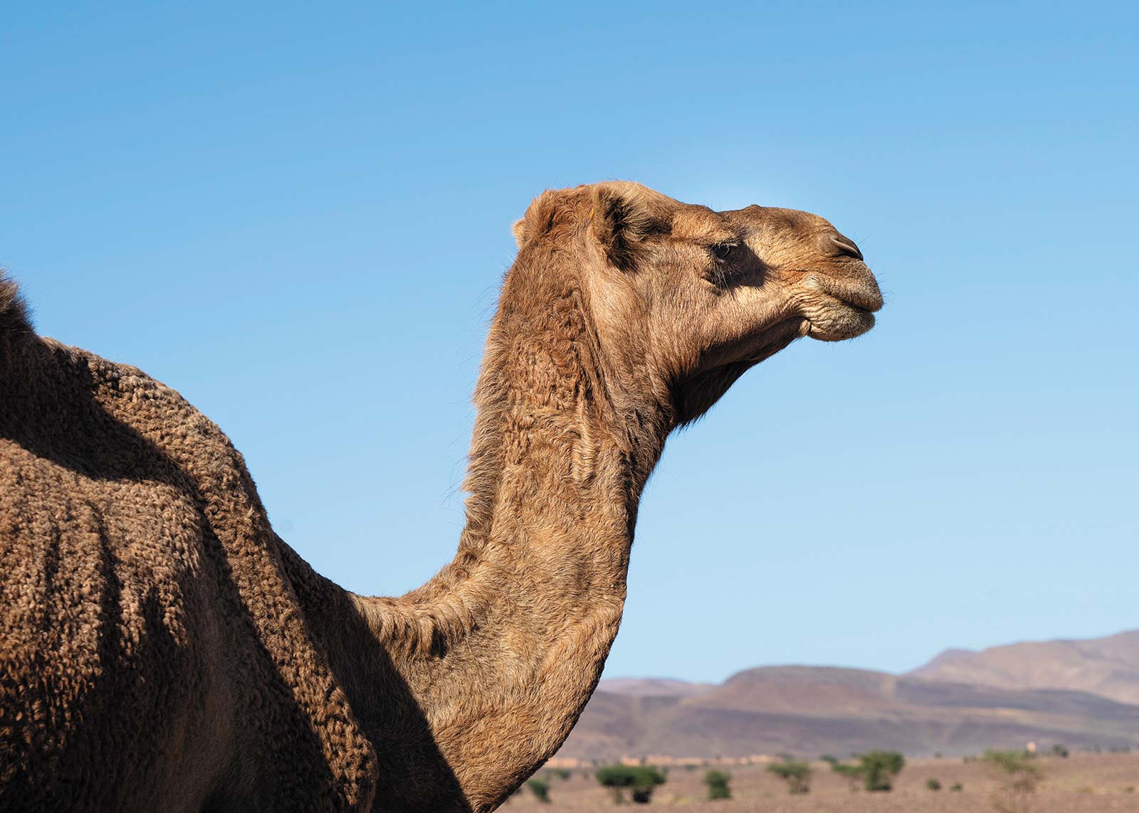 a local camel gets ready to head into the Sahara old lamps in the Marrakesh - photo 12