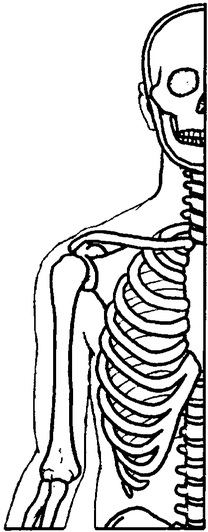 The skeletal system of the human body contains some 200 skeletal bones their - photo 3