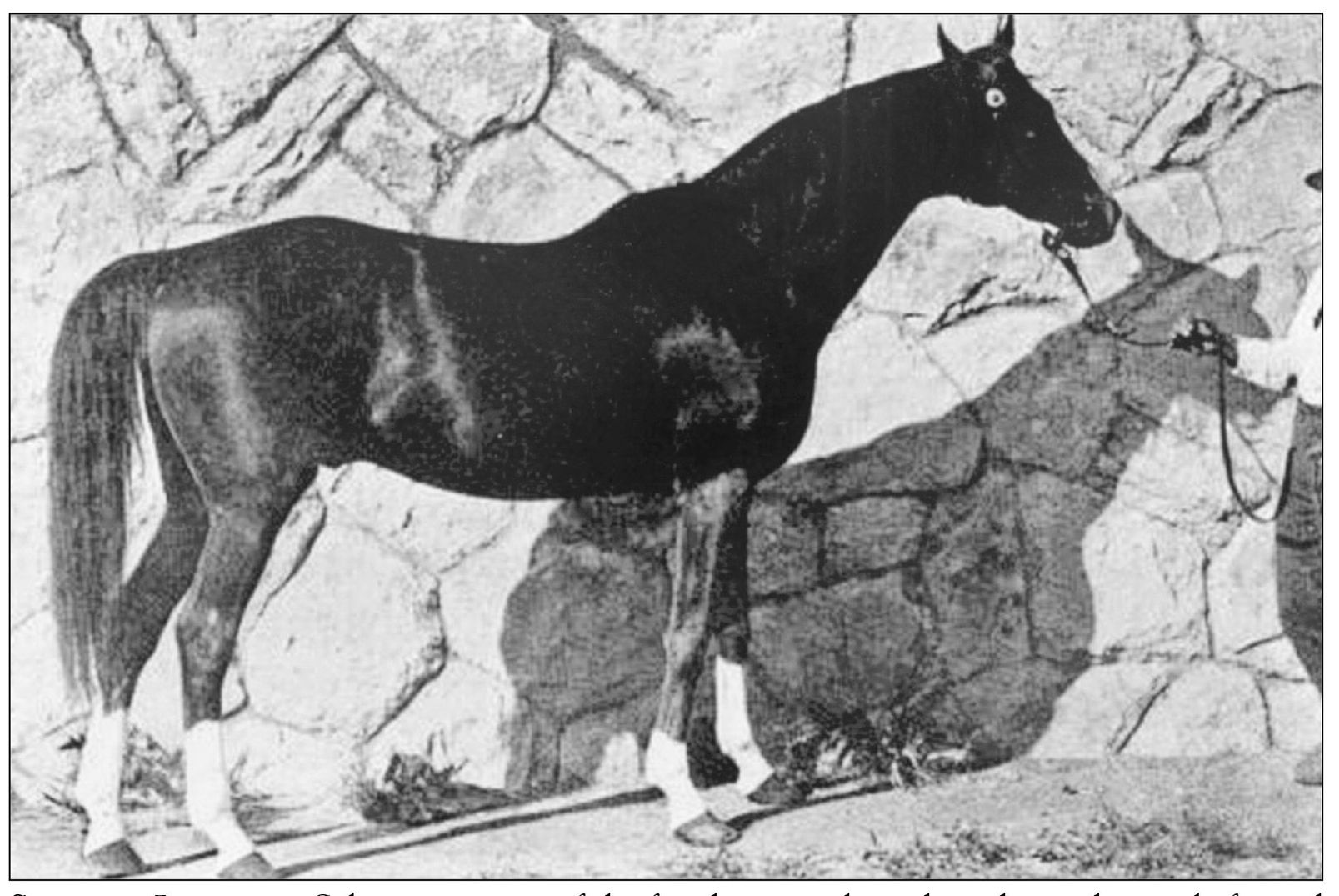 SALVATOR INDUCTED Salvator was one of the first horses to be inducted into the - photo 7