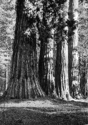 Sequoias Mariposa Grove TO CHARLES SPRAGUE SARGENT STEADFAST LOVER AND - photo 1