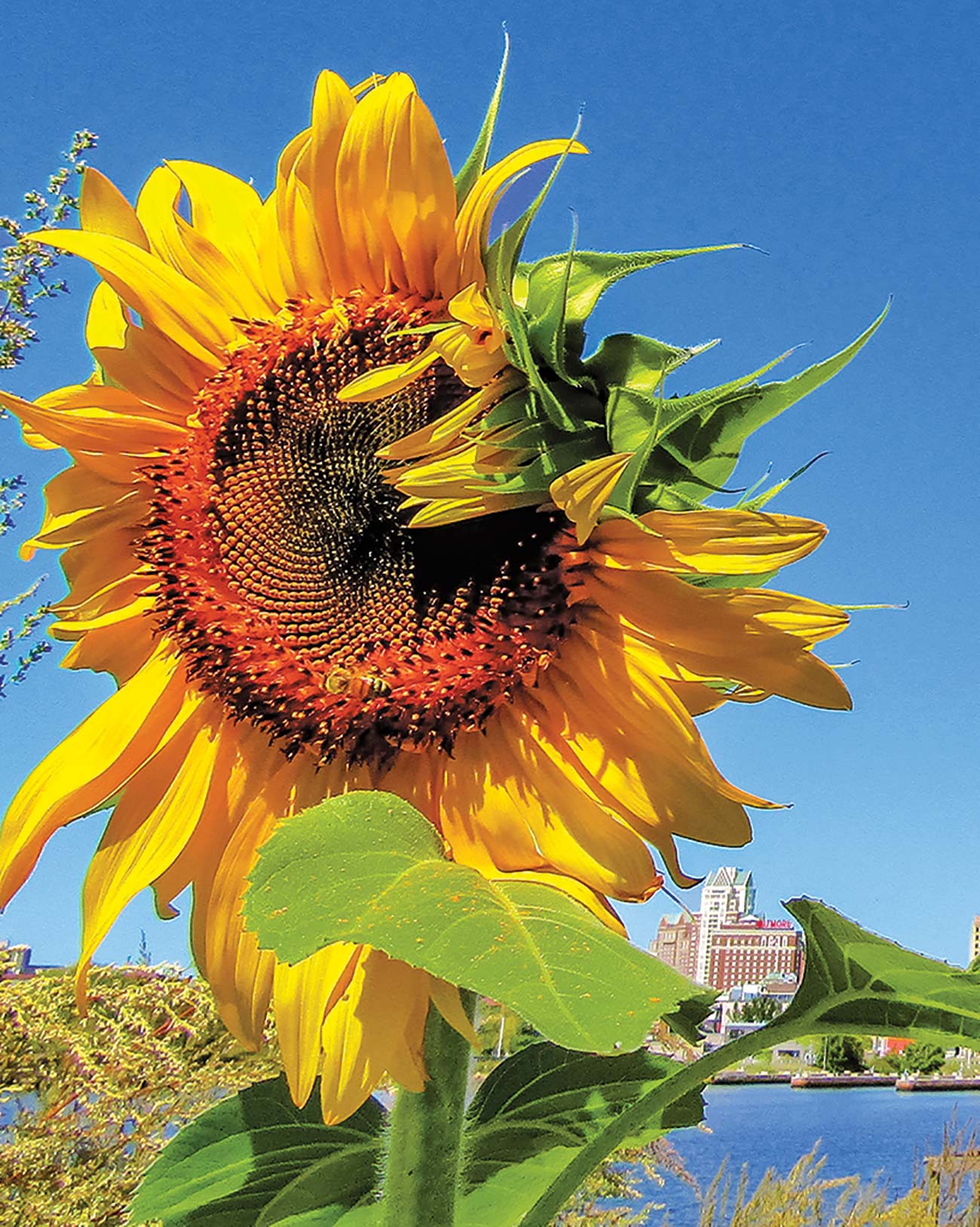 sunflower near the Providence River a seaside sculpture made from washed - photo 7