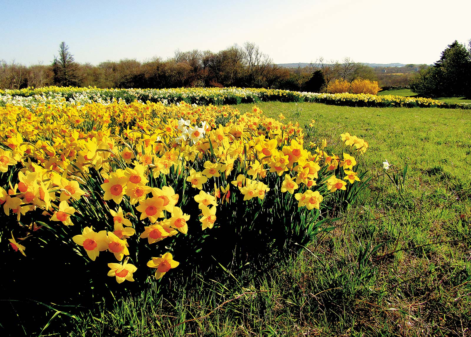 thousands of daffodils along the Clay Head Trail in spring grapevines at - photo 12