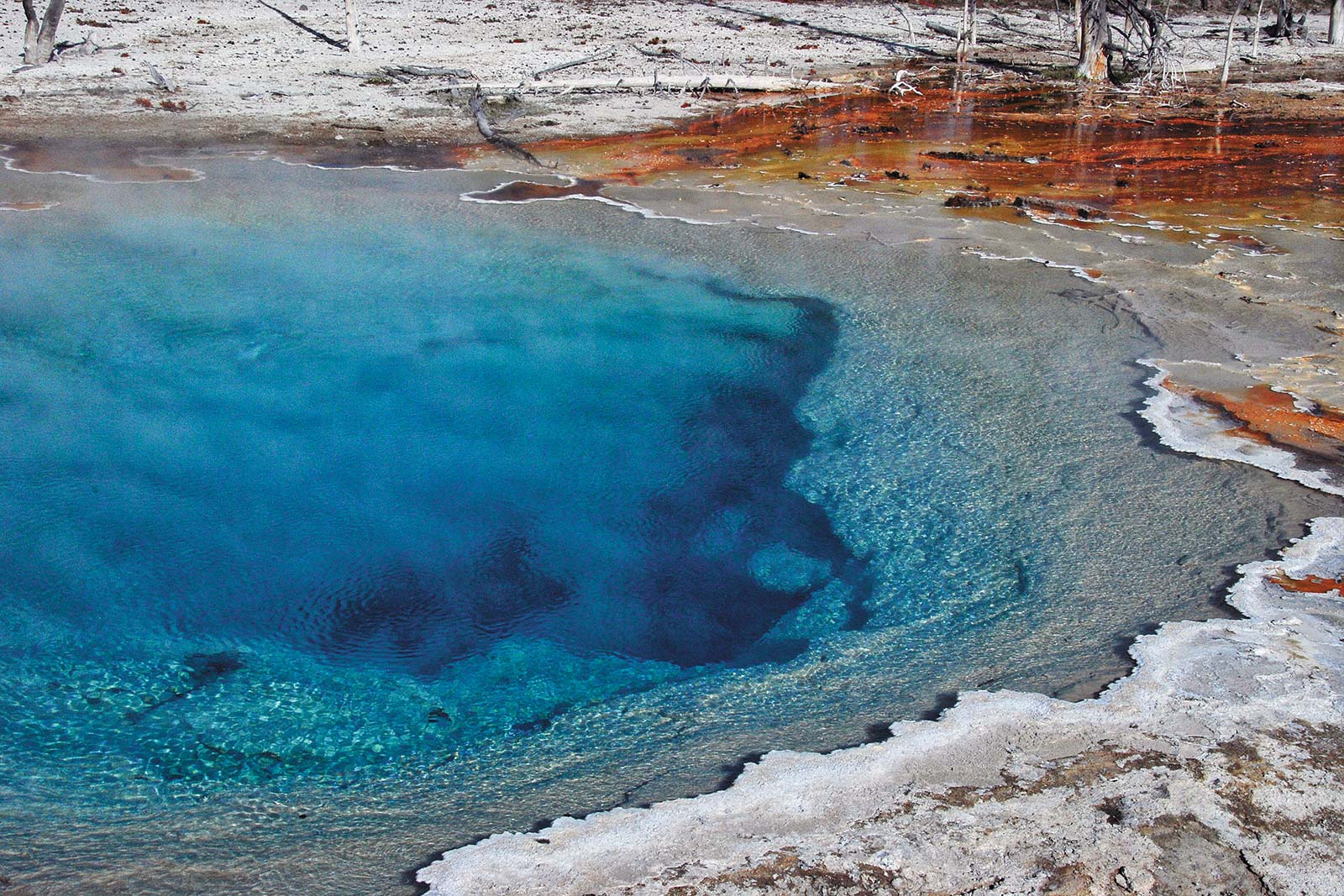 Silex Springs at Fountain Paint Pots black bear sow in Yellowstone old - photo 15