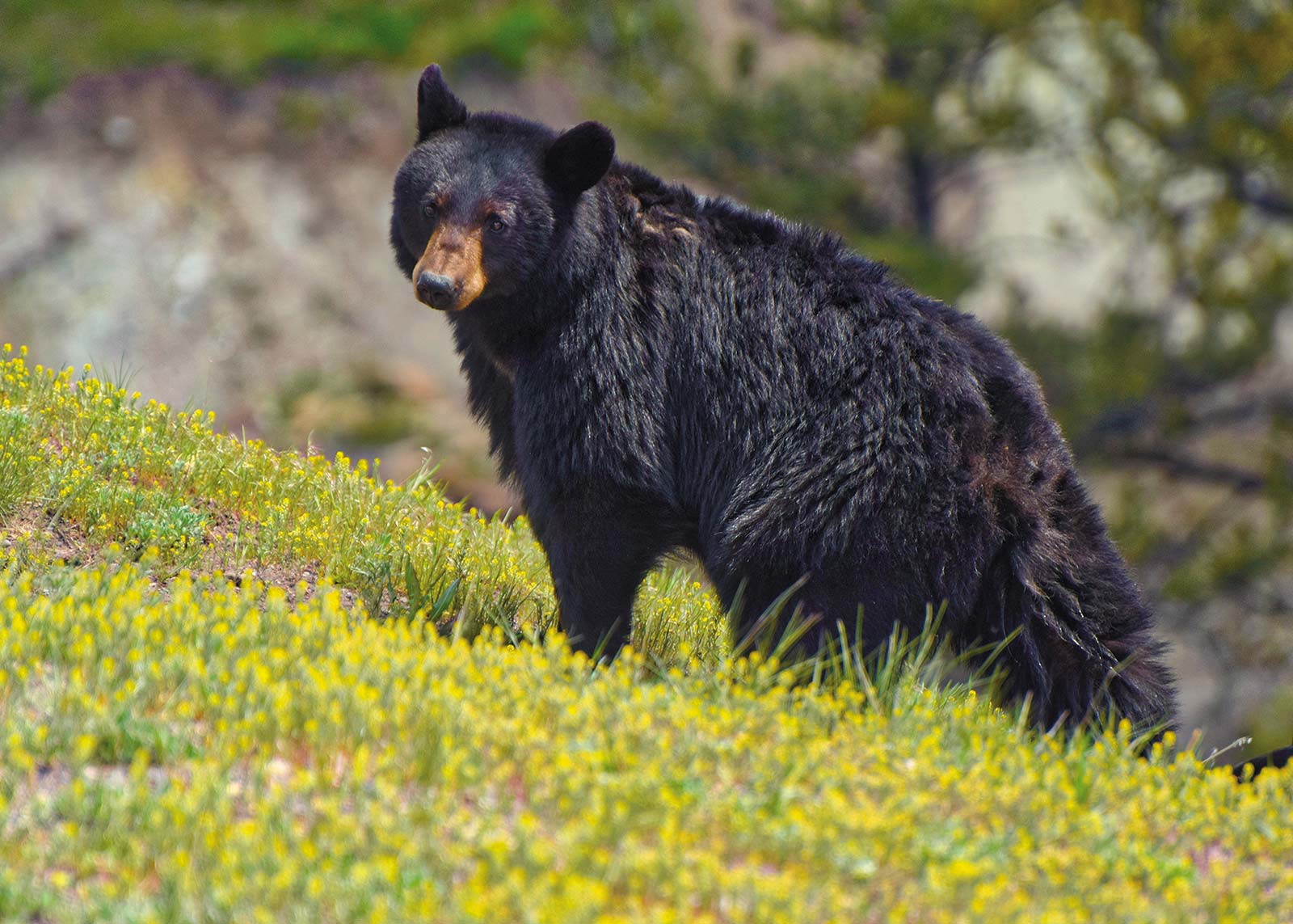 black bear sow in Yellowstone old barn at Mormon Row Lower Falls in Grand - photo 16