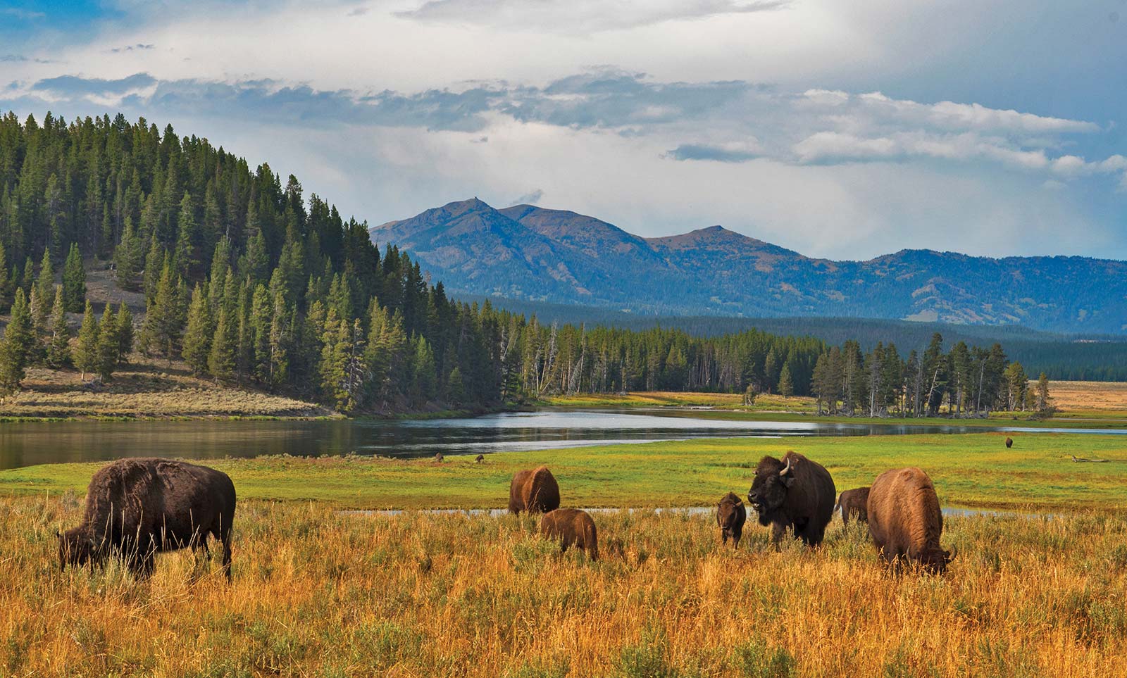 Watch s Lamar Valley or Hayden Valley In Jackson Hole aim for the National - photo 19