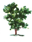 Trees are the most conspicuous and best-known plants in mans experience Many - photo 5